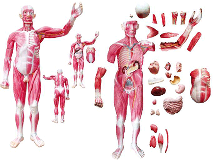 ZM1042-4 全身肌肉附內臟模型