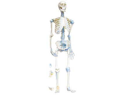 ZM1033 人體骨連接模型