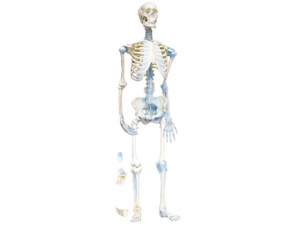 世界各地ZM1033 人體骨連接模型