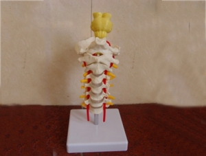 ZM1021-2 7節頸椎帶頭骨模型帶腦干模型