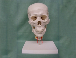 ZM1021-1 7節頸椎帶頭骨模型