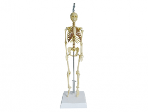 ZM1004 人體骨骼模型