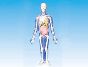 ZM1003-3 人體體表、人體骨骼與內臟關系模型