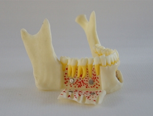 ZM-DSC02002_P1仿真下頜骨解剖模型