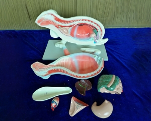 兔模型解剖