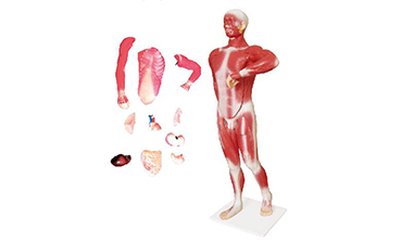 anatomical display specimen