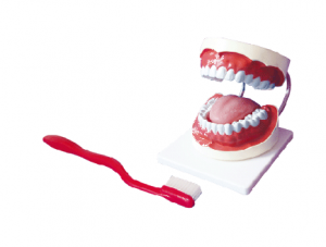 ZM1051-2 dental care model