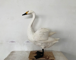 Simulated Swan