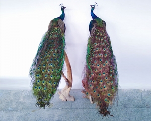 Simulated Blue Peacock
